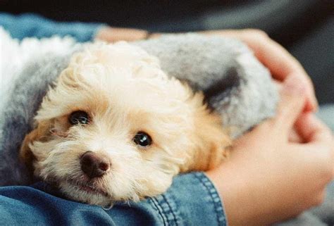 Vizsla Miniature Pinscher. . Adopt a puppy near me for free